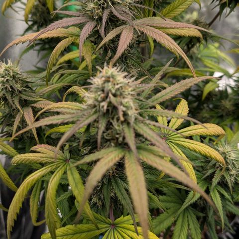 Northern Gaint growlog timeline photo