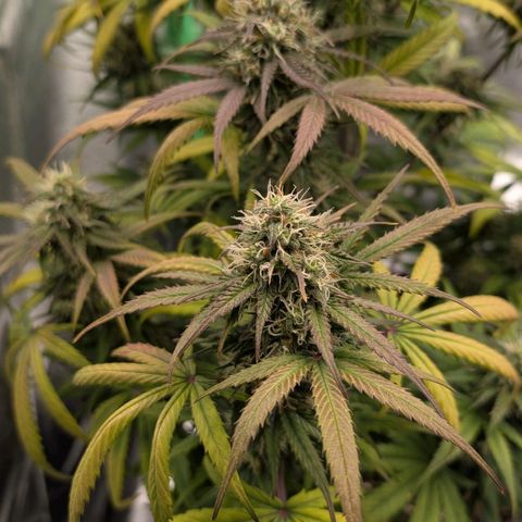 Northern Gaint growlog timeline photo
