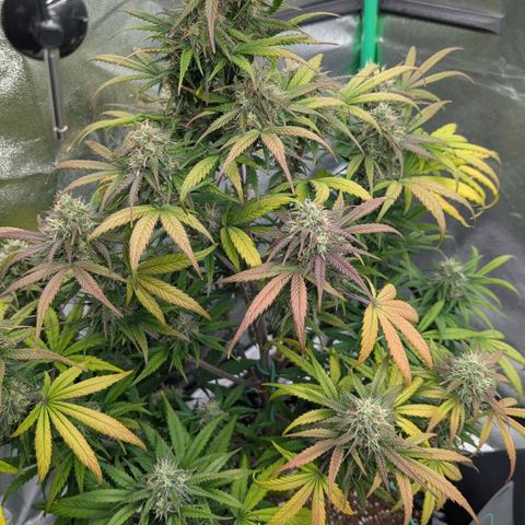 Northern Gaint growlog timeline photo