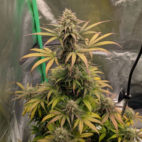 Northern Gaint growlog timeline photo