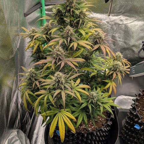 Northern Gaint growlog timeline photo
