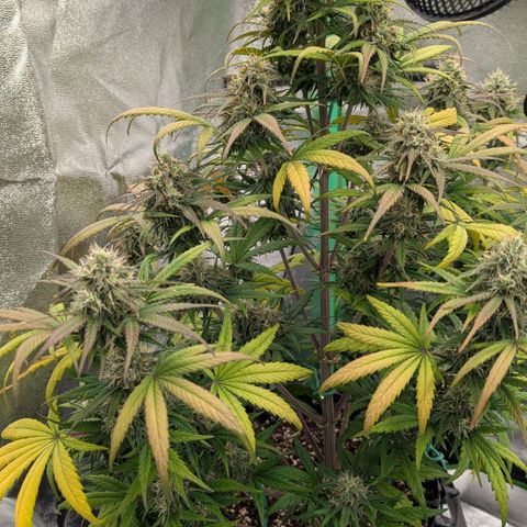 Northern Gaint growlog timeline photo
