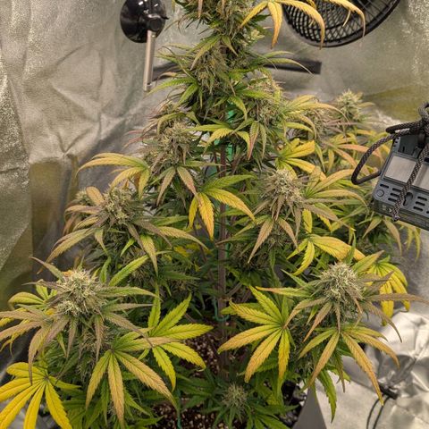 Northern Gaint growlog timeline photo