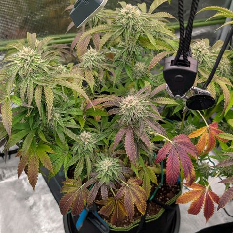 North Thunderfuck growlog timeline photo