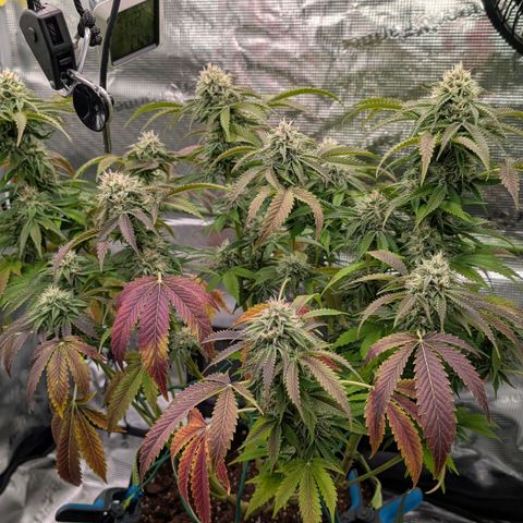 North Thunderfuck growlog timeline photo