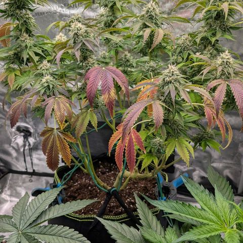 North Thunderfuck growlog timeline photo