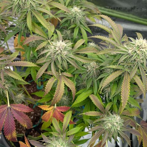 North Thunderfuck growlog timeline photo