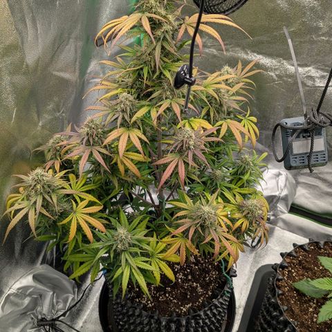 Northern Gaint growlog timeline photo