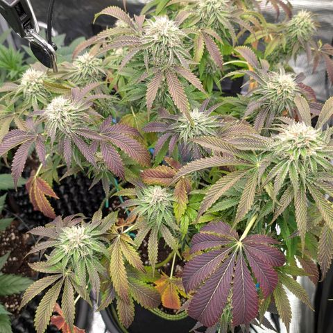 North Thunderfuck growlog timeline photo