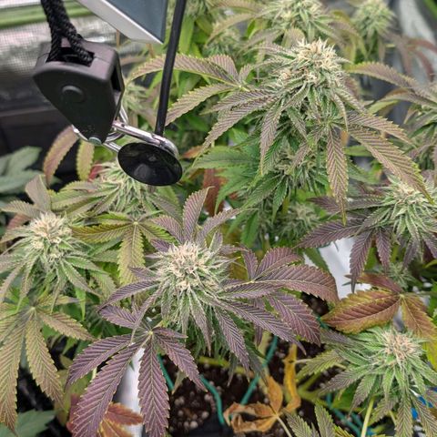 North Thunderfuck growlog timeline photo