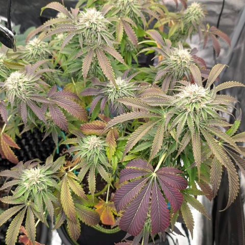 North Thunderfuck growlog timeline photo