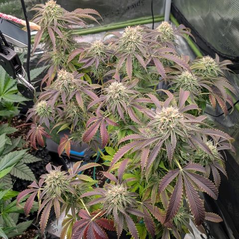 North Thunderfuck growlog timeline photo