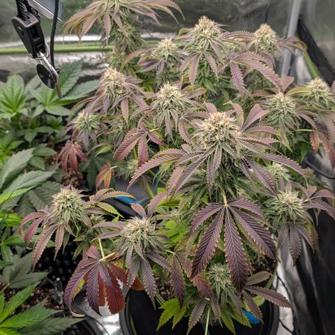 North Thunderfuck growlog timeline photo