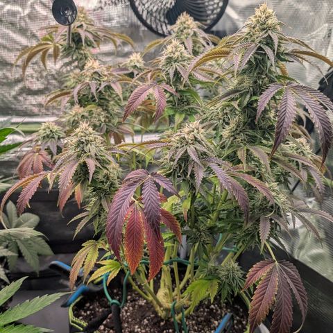 North Thunderfuck growlog timeline photo