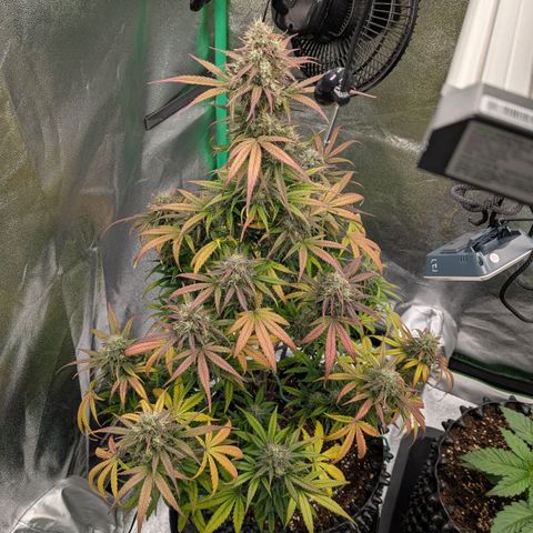 Northern Gaint growlog timeline photo