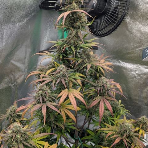Northern Gaint growlog timeline photo