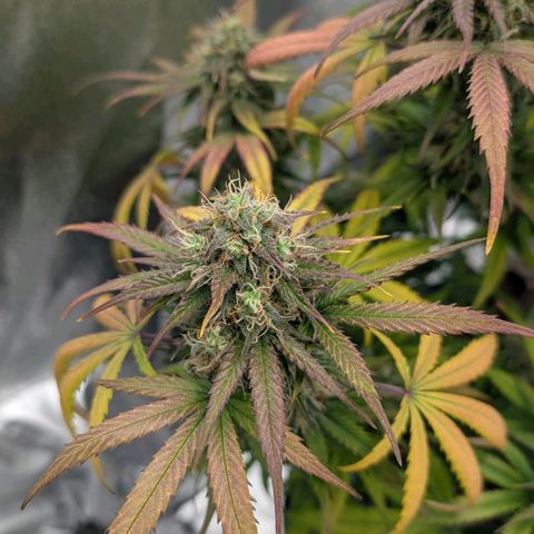 Northern Gaint growlog timeline photo