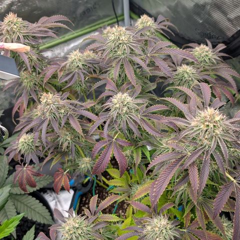 North Thunderfuck growlog timeline photo