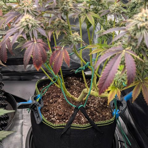 North Thunderfuck growlog timeline photo