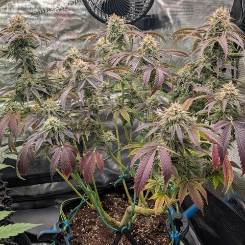 North Thunderfuck growlog timeline photo