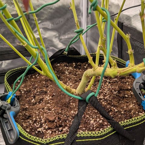 North Thunderfuck growlog timeline photo