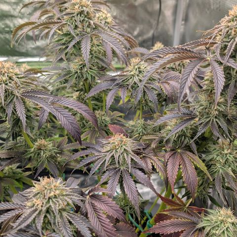North Thunderfuck growlog timeline photo
