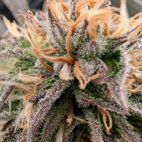 North Thunderfuck growlog timeline photo