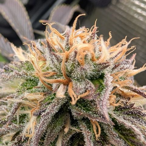 North Thunderfuck growlog timeline photo