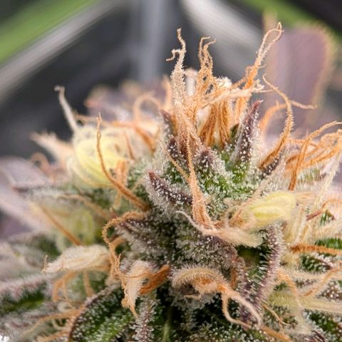 North Thunderfuck growlog timeline photo