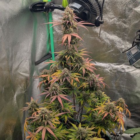 Northern Gaint growlog timeline photo