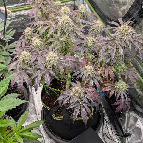 North Thunderfuck growlog timeline photo