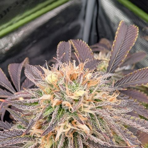 North Thunderfuck growlog timeline photo