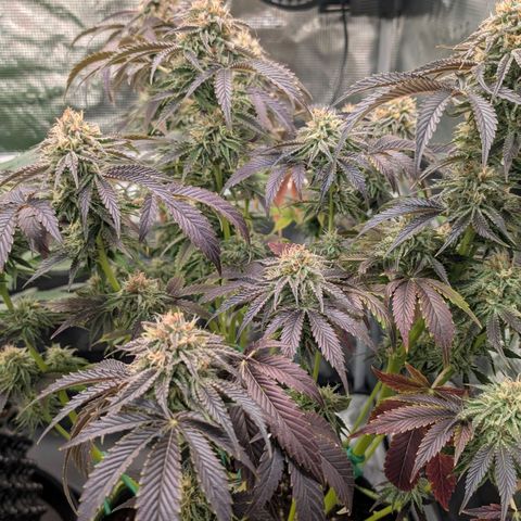 North Thunderfuck growlog timeline photo