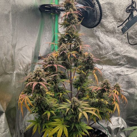 Northern Gaint growlog timeline photo