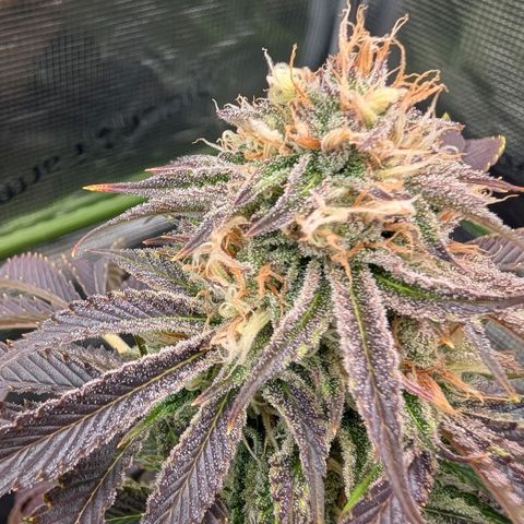 North Thunderfuck growlog timeline photo