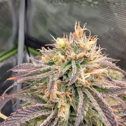 North Thunderfuck growlog timeline photo