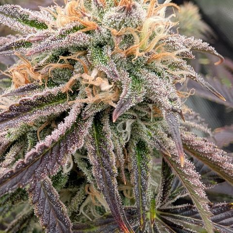 North Thunderfuck growlog timeline photo