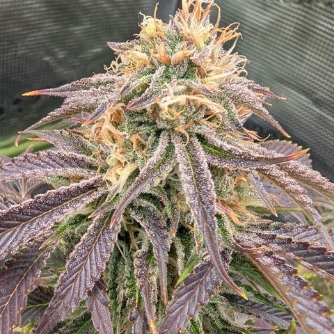 North Thunderfuck growlog timeline photo