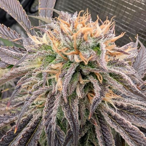 North Thunderfuck growlog timeline photo