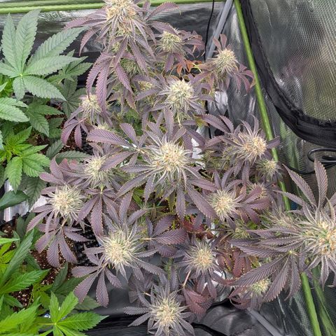 North Thunderfuck growlog timeline photo