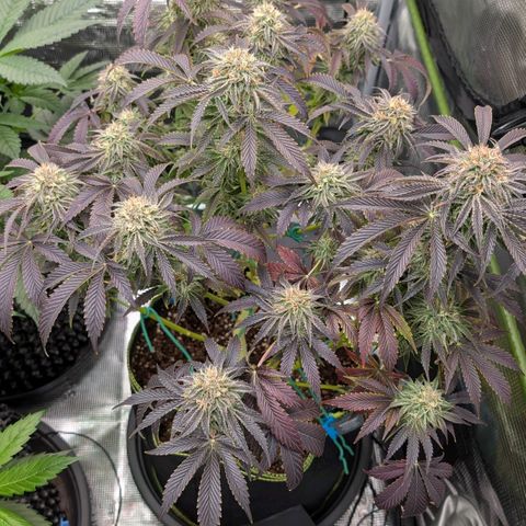 North Thunderfuck growlog timeline photo