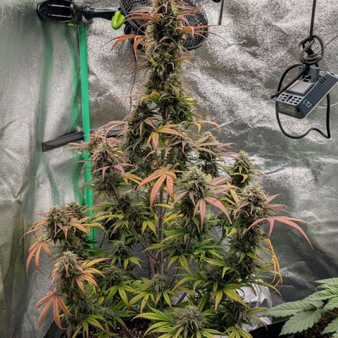 Northern Gaint growlog timeline photo
