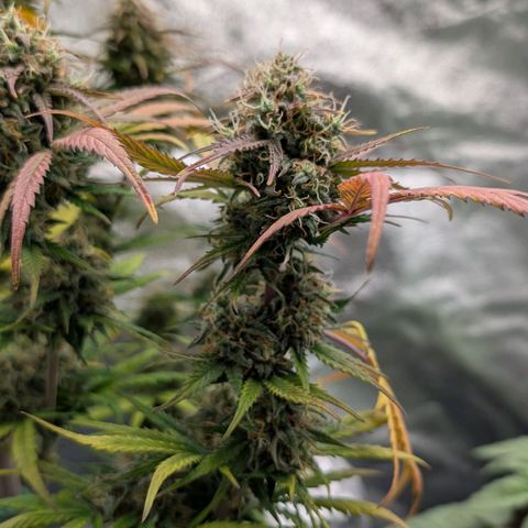 Northern Gaint growlog timeline photo