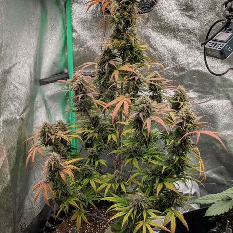 Northern Gaint growlog timeline photo