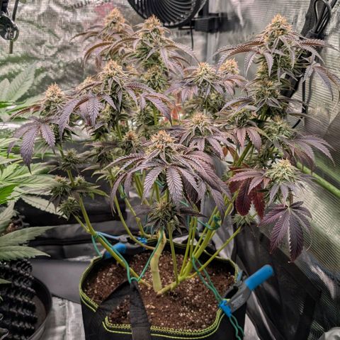 North Thunderfuck growlog timeline photo