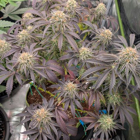 North Thunderfuck growlog timeline photo