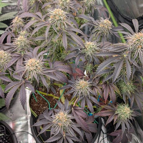 North Thunderfuck growlog timeline photo