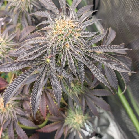 North Thunderfuck growlog timeline photo