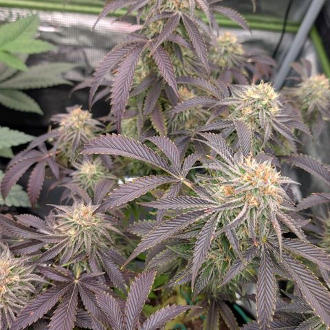 North Thunderfuck growlog timeline photo