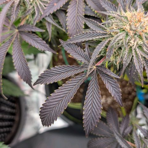 North Thunderfuck growlog timeline photo
